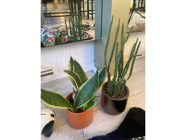 Partij decoratie - afbeelding 6 van  9