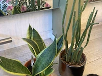 Partij decoratie - afbeelding 6 van  9