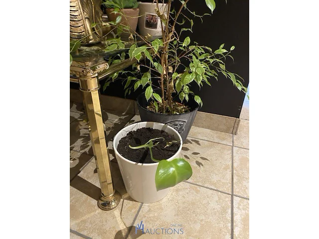 Partij decoratie - afbeelding 3 van  4