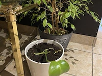 Partij decoratie - afbeelding 3 van  4