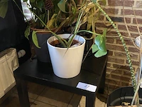 Partij decoratie - afbeelding 2 van  4