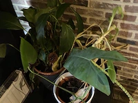 Partij decoratie - afbeelding 3 van  4