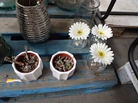 Partij decoratie - afbeelding 6 van  8