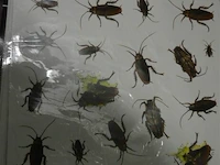 Partij div halloween doeken en deco - afbeelding 4 van  6