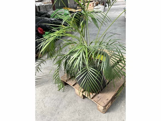 Partij diverse decoratie en planten - afbeelding 9 van  18