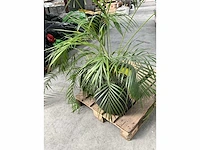 Partij diverse decoratie en planten - afbeelding 9 van  18