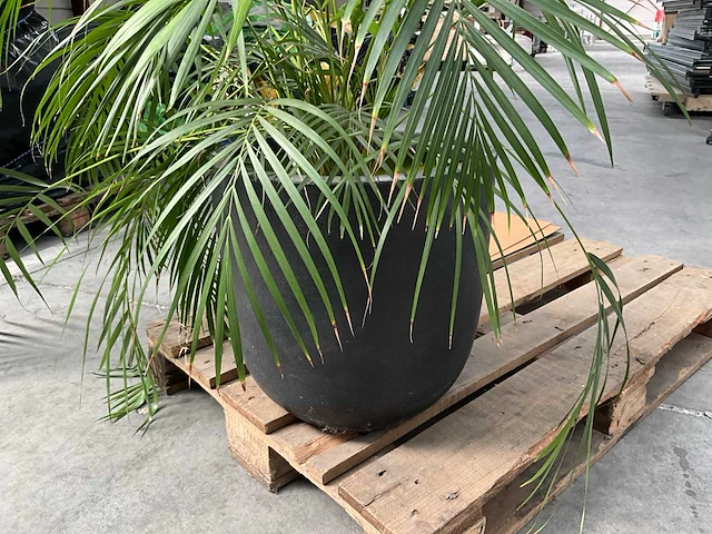 Partij diverse decoratie en planten - afbeelding 10 van  18