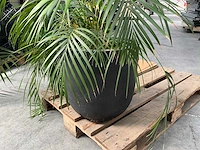 Partij diverse decoratie en planten - afbeelding 10 van  18