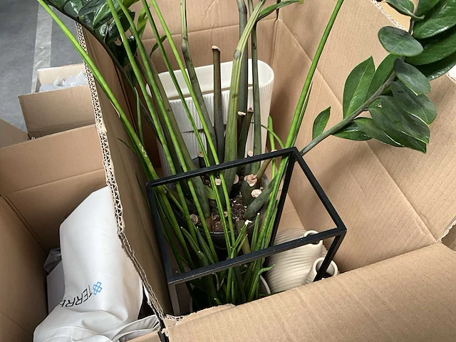 Partij diverse decoratie en planten - afbeelding 1 van  18