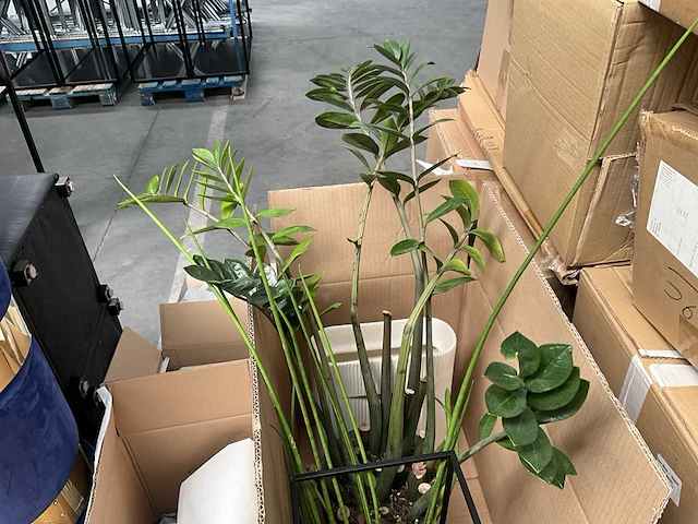 Partij diverse decoratie en planten - afbeelding 12 van  18