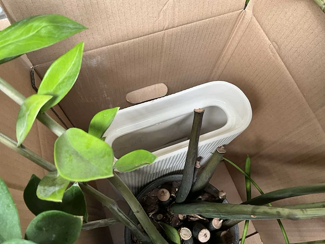 Partij diverse decoratie en planten - afbeelding 13 van  18