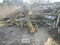 Partij hout - afbeelding 2 van  7