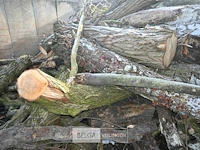 Partij hout - afbeelding 3 van  7