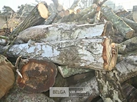 Partij hout - afbeelding 4 van  7