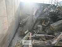 Partij hout - afbeelding 5 van  7