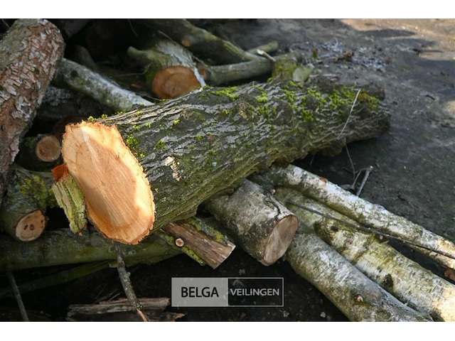 Partij hout - afbeelding 7 van  7