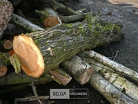 Partij hout - afbeelding 7 van  7