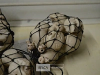 Partij netjes met skulls - afbeelding 4 van  4