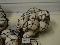 Partij netjes met skulls - afbeelding 4 van  4