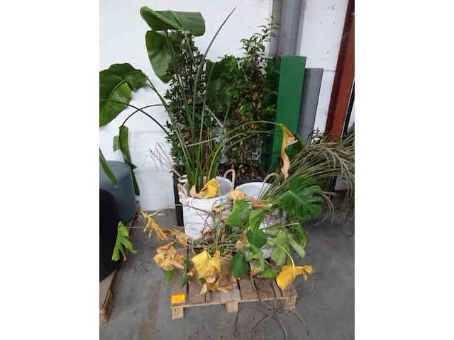 Partij planten - afbeelding 1 van  7