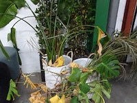 Partij planten - afbeelding 1 van  7