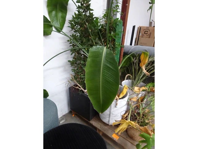 Partij planten - afbeelding 2 van  7