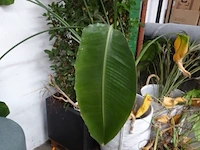 Partij planten - afbeelding 2 van  7