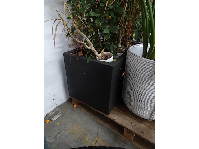 Partij planten - afbeelding 3 van  7