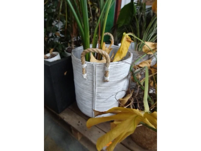Partij planten - afbeelding 4 van  7