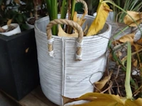 Partij planten - afbeelding 4 van  7