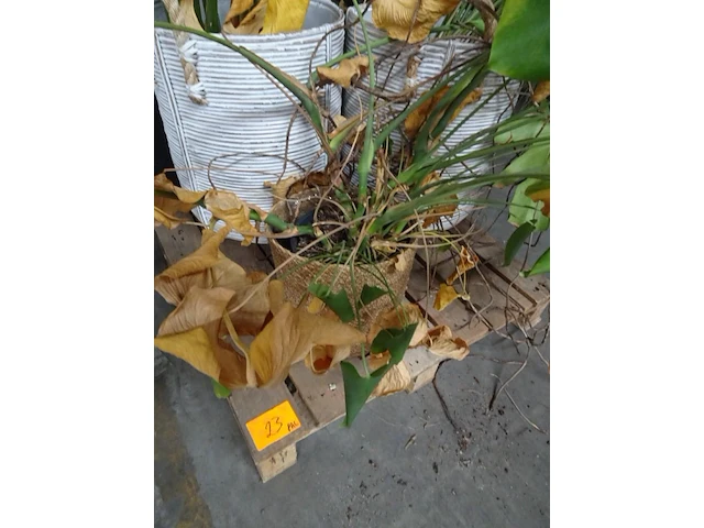 Partij planten - afbeelding 5 van  7