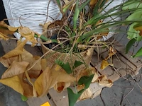 Partij planten - afbeelding 5 van  7