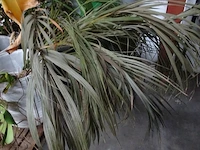 Partij planten - afbeelding 6 van  7