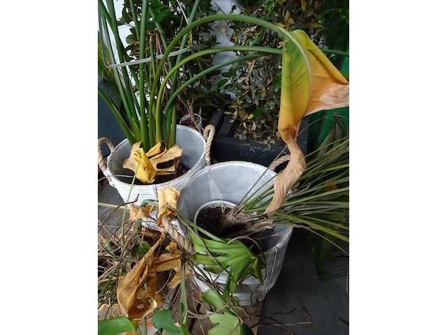Partij planten - afbeelding 7 van  7
