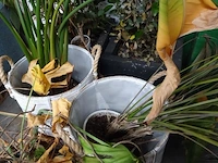 Partij planten - afbeelding 7 van  7