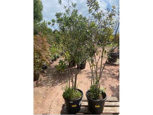 Partij van 2 x quercus ilex - afbeelding 1 van  1