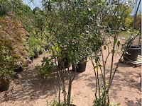 Partij van 2 x quercus ilex - afbeelding 1 van  1