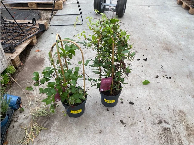 Partij van 2x clematis - afbeelding 1 van  2