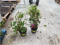 Partij van 2x clematis - afbeelding 1 van  2