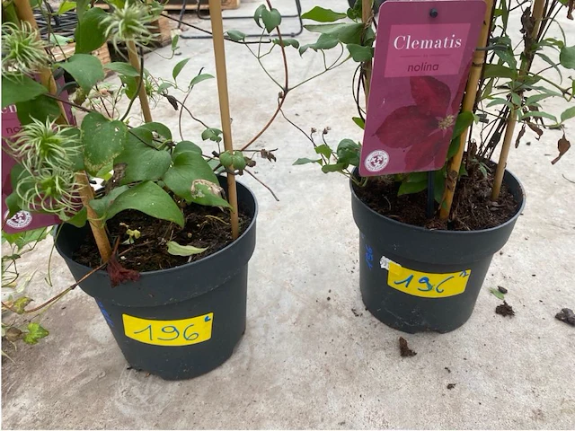 Partij van 2x clematis - afbeelding 2 van  2