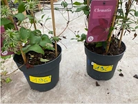 Partij van 2x clematis - afbeelding 2 van  2