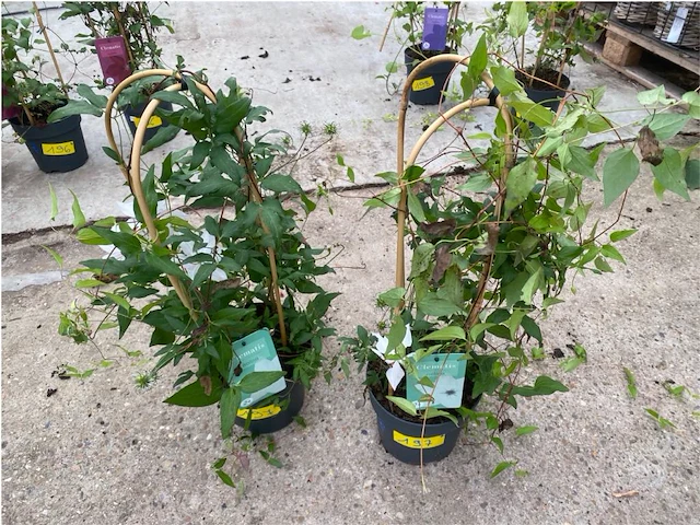 Partij van 2x clematis - afbeelding 1 van  2