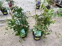 Partij van 2x clematis - afbeelding 1 van  2