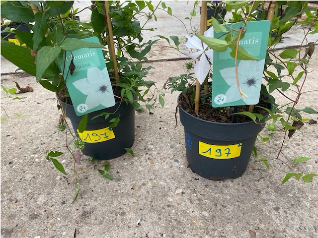 Partij van 2x clematis - afbeelding 2 van  2