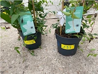 Partij van 2x clematis - afbeelding 2 van  2