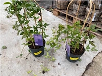 Partij van 2x clematis - afbeelding 1 van  2