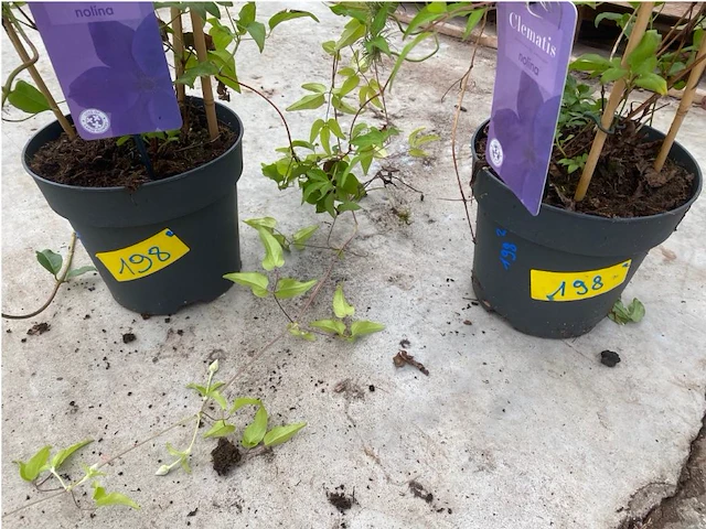Partij van 2x clematis - afbeelding 2 van  2