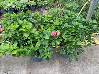 Partij van 2x hibiscus - afbeelding 1 van  3