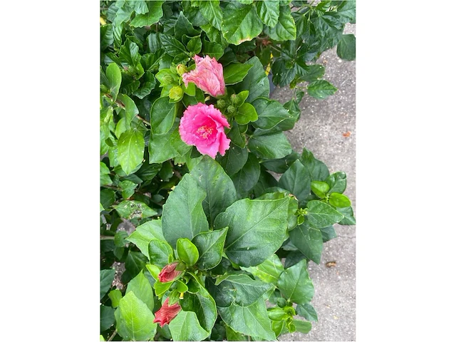 Partij van 2x hibiscus - afbeelding 2 van  3