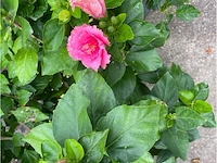 Partij van 2x hibiscus - afbeelding 2 van  3